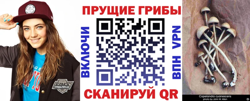 как найти закладки  Дюртюли  Псилоцибиновые грибы Psilocybe 